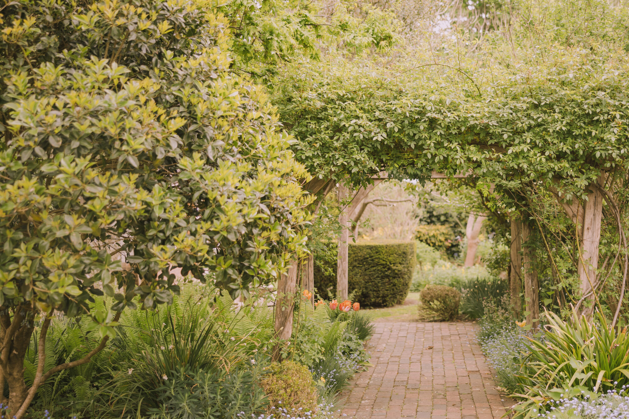 Path surrounded by flowers and trees in the grounds of Alfriston Gardens